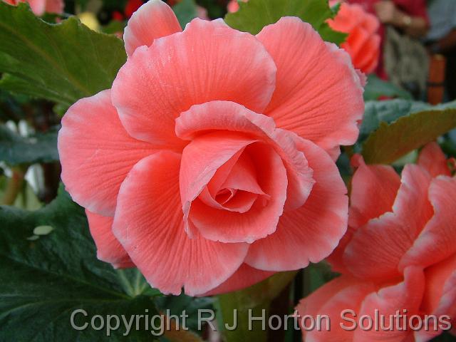 Begonia Tuberous